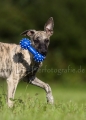 40 Windhund-Trio